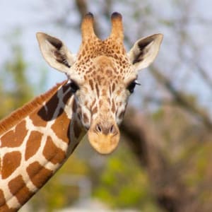 Tulsa Zoo